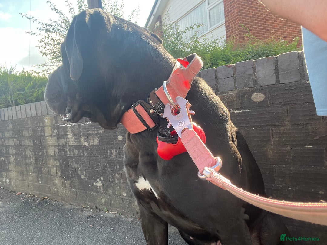 Cane Corso dogs for sale: Cane corso  - Image 2