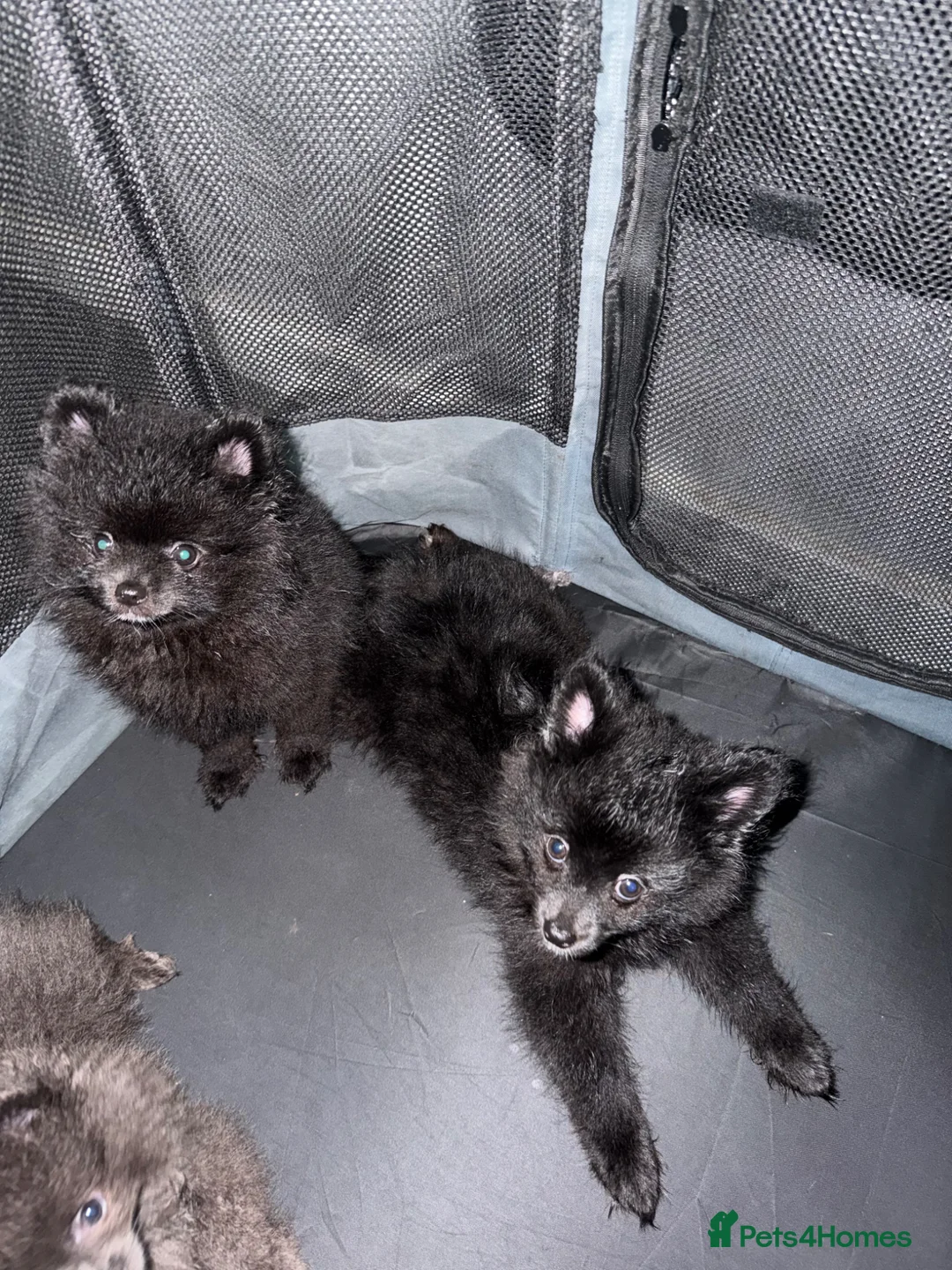 Pomeranian dogs for sale: 🐶 2 Stunning Black Boy Pomeranians For Sale🐶 - Advert 9