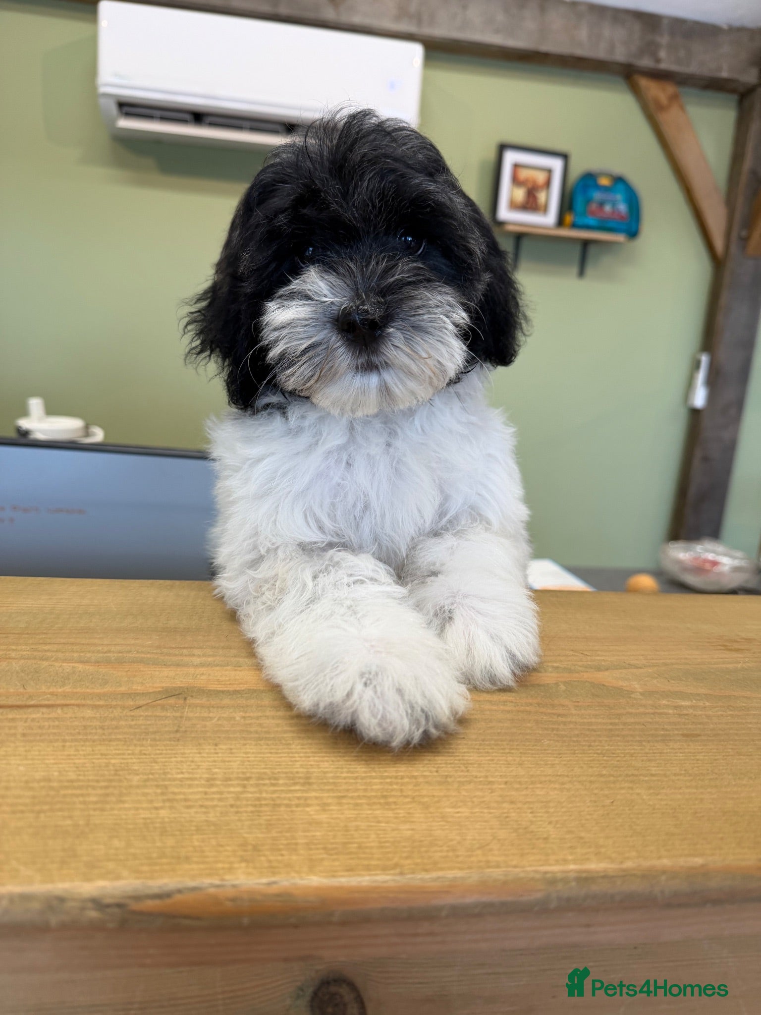 Mixed Breed dogs Ready to leave Toy poodle Havanese puppies  - Advert 2