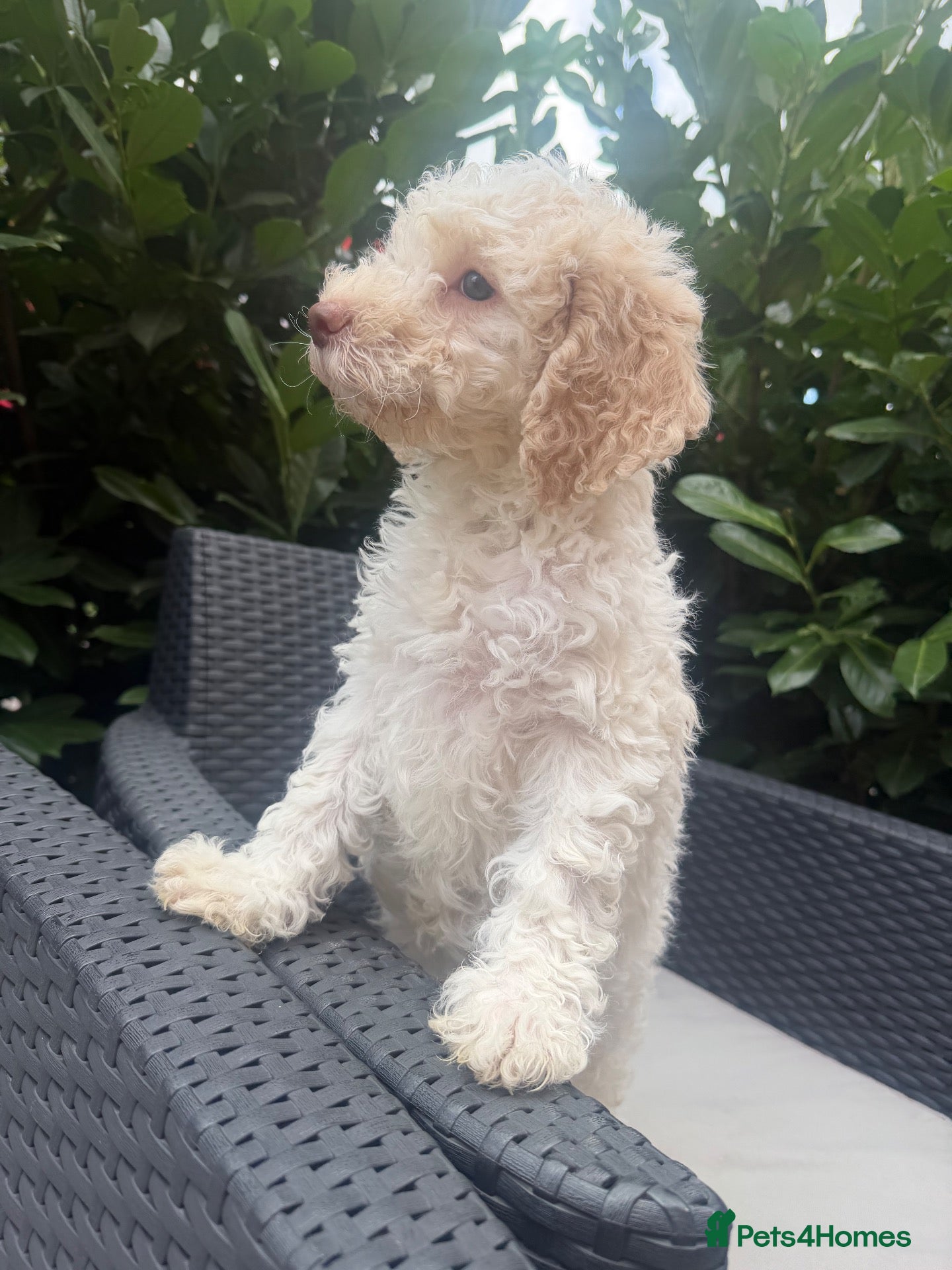 Lagotto Romagnolo dogs One Male Lagotto Romangnolo available - Advert 1