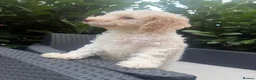 Lagotto Romagnolo dogs for sale: One Male Lagotto Romangnolo available - Advert 3