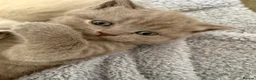 British Shorthair cats for sale: British shothair cute kittens  - Advert 17