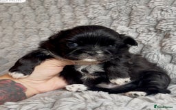 Shih Tzu dogs for sale: ✨Stunning Imperial puppies ✨ - Image 7