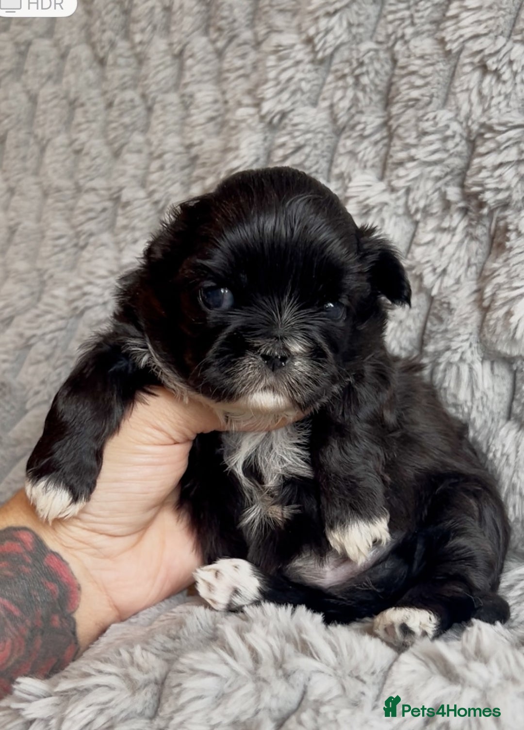 Shih Tzu dogs for sale: ✨Stunning Imperial puppies ✨ - Image 7