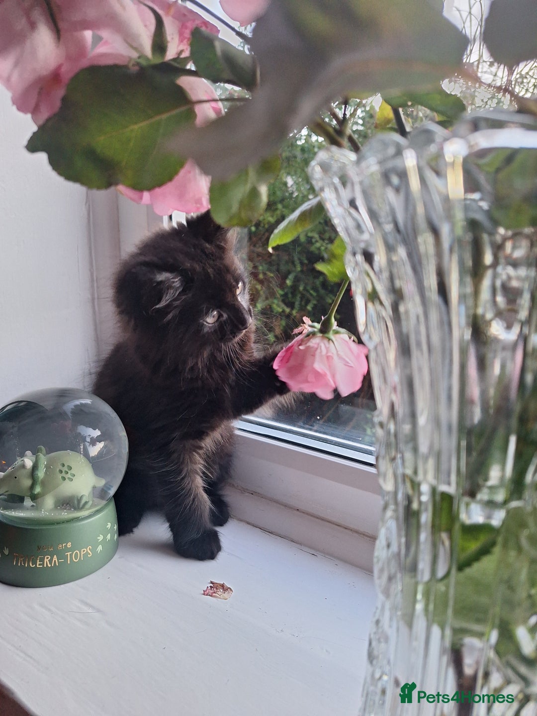 Domestic Shorthair cats for sale: 2 male kittens ready to leave today!  - Image 4