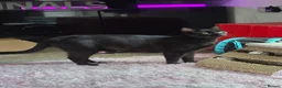 Mixed Breed cats for sale: Gorgeous litter of kittens ready now  - Advert 1