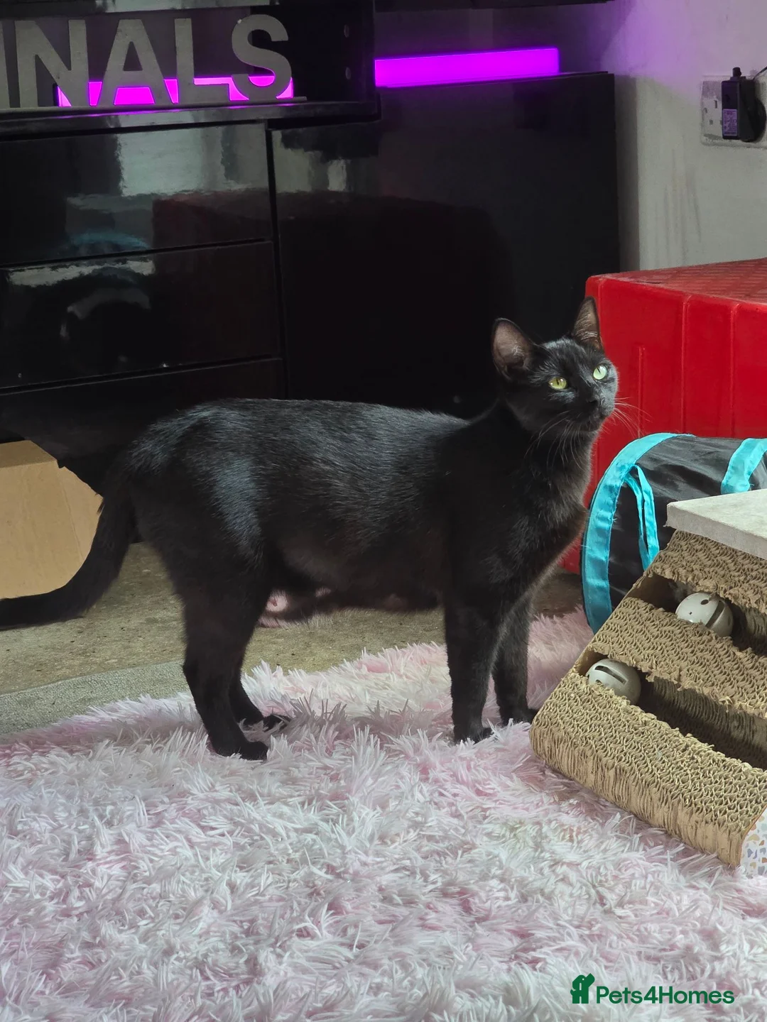 Mixed Breed cats for sale: Gorgeous litter of kittens ready now  - Advert 1