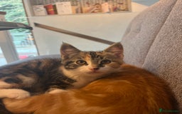 Mixed Breed cats for sale: 2 beautiful kittens full ginger and tortoise shell - Image 15