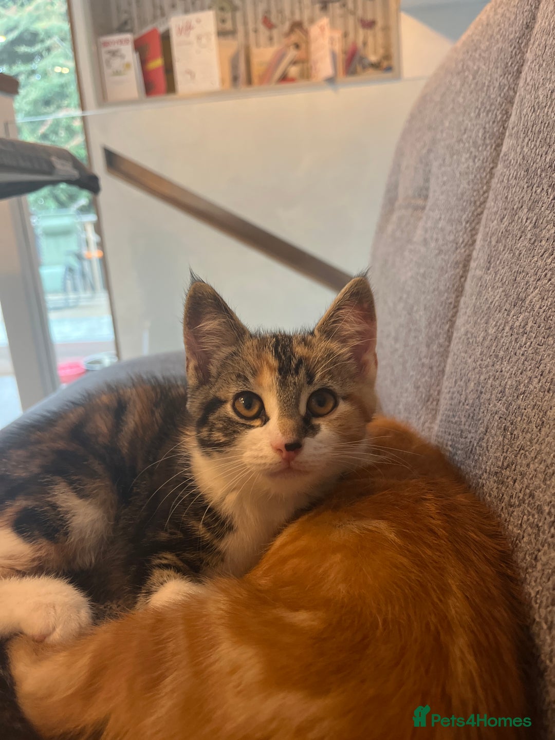 Mixed Breed cats for sale: 2 beautiful kittens full ginger and tortoise shell - Image 15