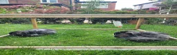 Mixed Breed rabbits for sale: Two Female Rabbits in Cheadle - Advert 3