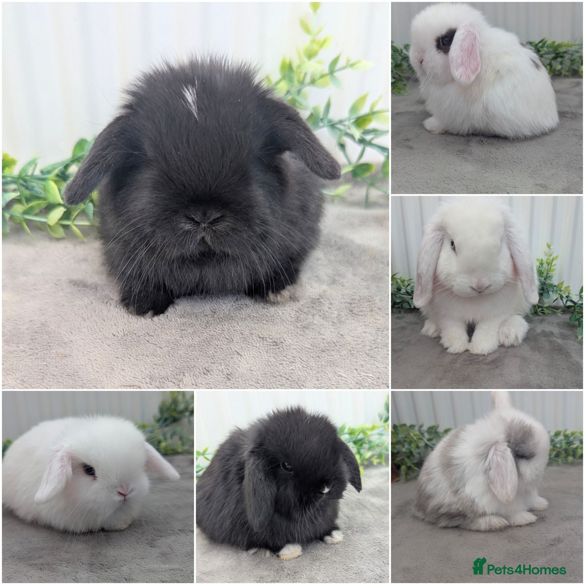 Mini Lop rabbits Mixed mini lops looking for homes - Advert 10