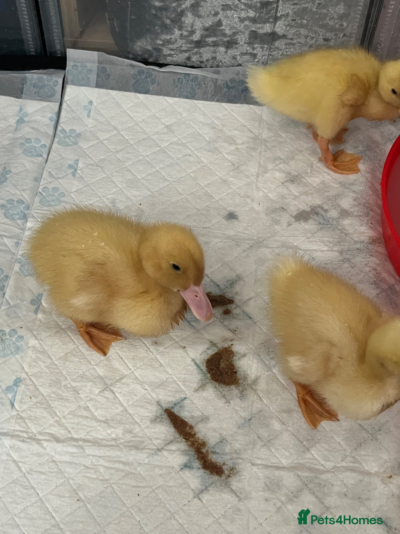 Ducks poultry Cherry valley ducklings. - Advert 3