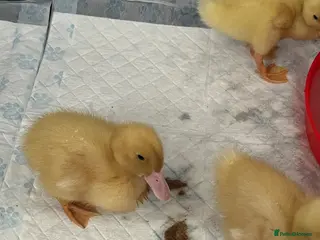 Ducks poultry Cherry valley ducklings. - Advert 5