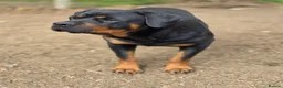 Rottweiler dogs for sale: Rottweiler puppies  - Advert 5