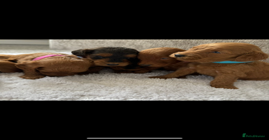 Cockapoo dogs - Advert 9