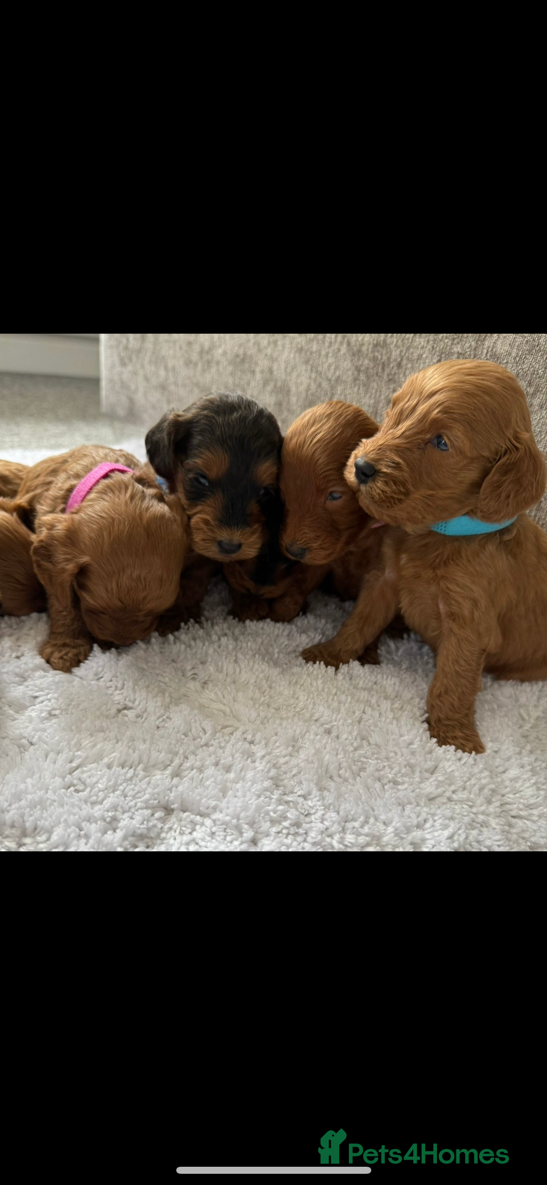 Cockapoo dogs for sale: 🌟 Reserved 🌟 - Image 3