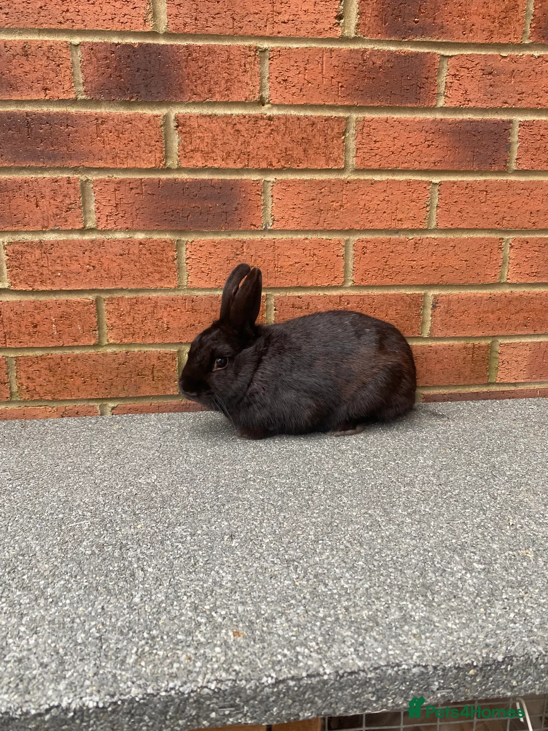 Rex rabbits for sale: Mini Rex male  - Advert 1