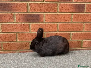 Rex rabbits Mini Rex male - Advert 1