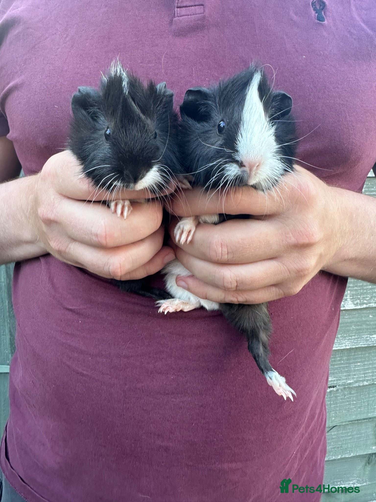 Guinea Pig rodents for sale: Pair of male baby piglets seeking forever homes - Advert 2
