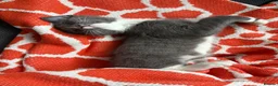 Mixed Breed cats for sale: White and grey kitten - Advert 3