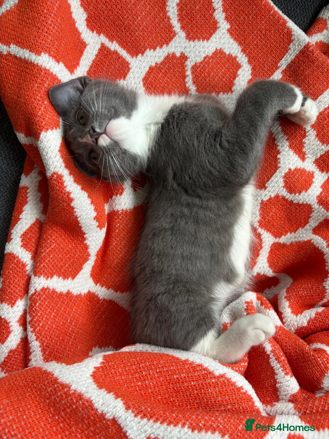 Mixed Breed cats for sale: White and grey kitten - Advert 3