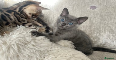 Bengal cats - Advert 12