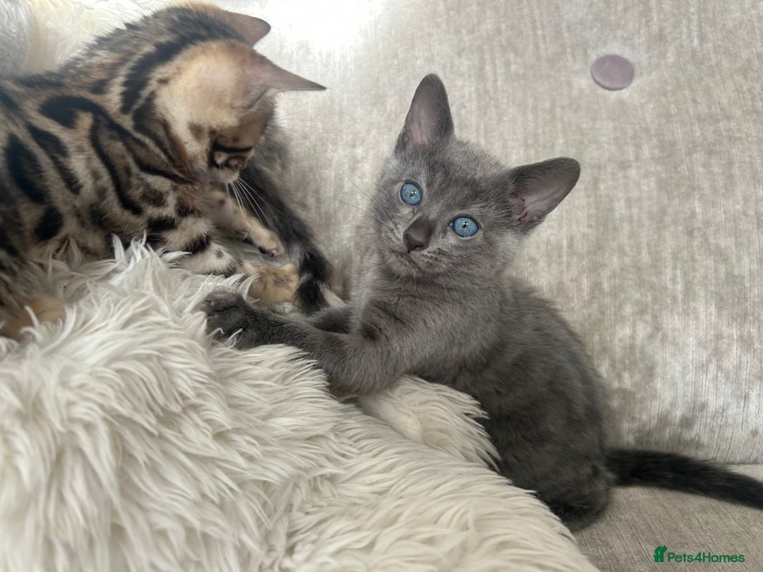 Bengal cats for sale: Stunning Bengal Kittens - TICA Registered - Image 23