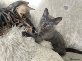 Bengal cats - Advert 15