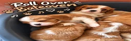 Cavalier King Charles Spaniel dogs for sale: KC Reg Cavalier Pups  - Advert 12