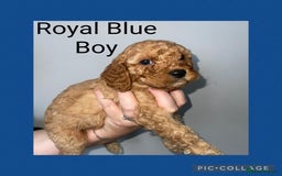 Cavapoo dogs for sale: Beautiful Cavapoo Puppies – 7 Girls & 4 Boys  - Image 11