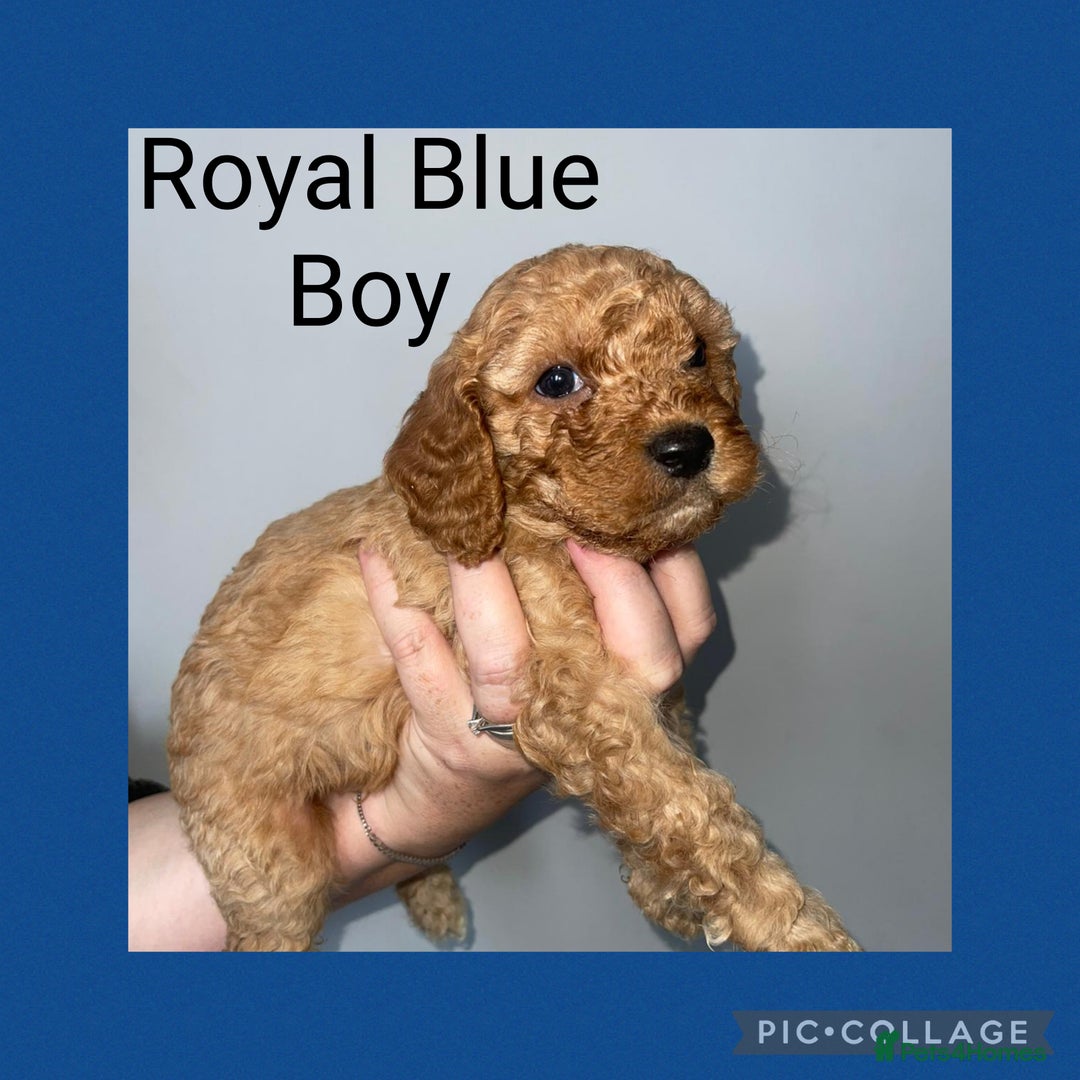 Cavapoo dogs for sale: Beautiful Cavapoo Puppies – 7 Girls & 4 Boys  - Image 11