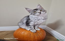 Maine Coon cats for sale: Pure maine coon - Image 20