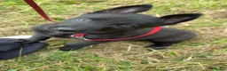 Belgian Shepherd Dog dogs for sale: Dutch shepherd  in Bolton - Advert 10