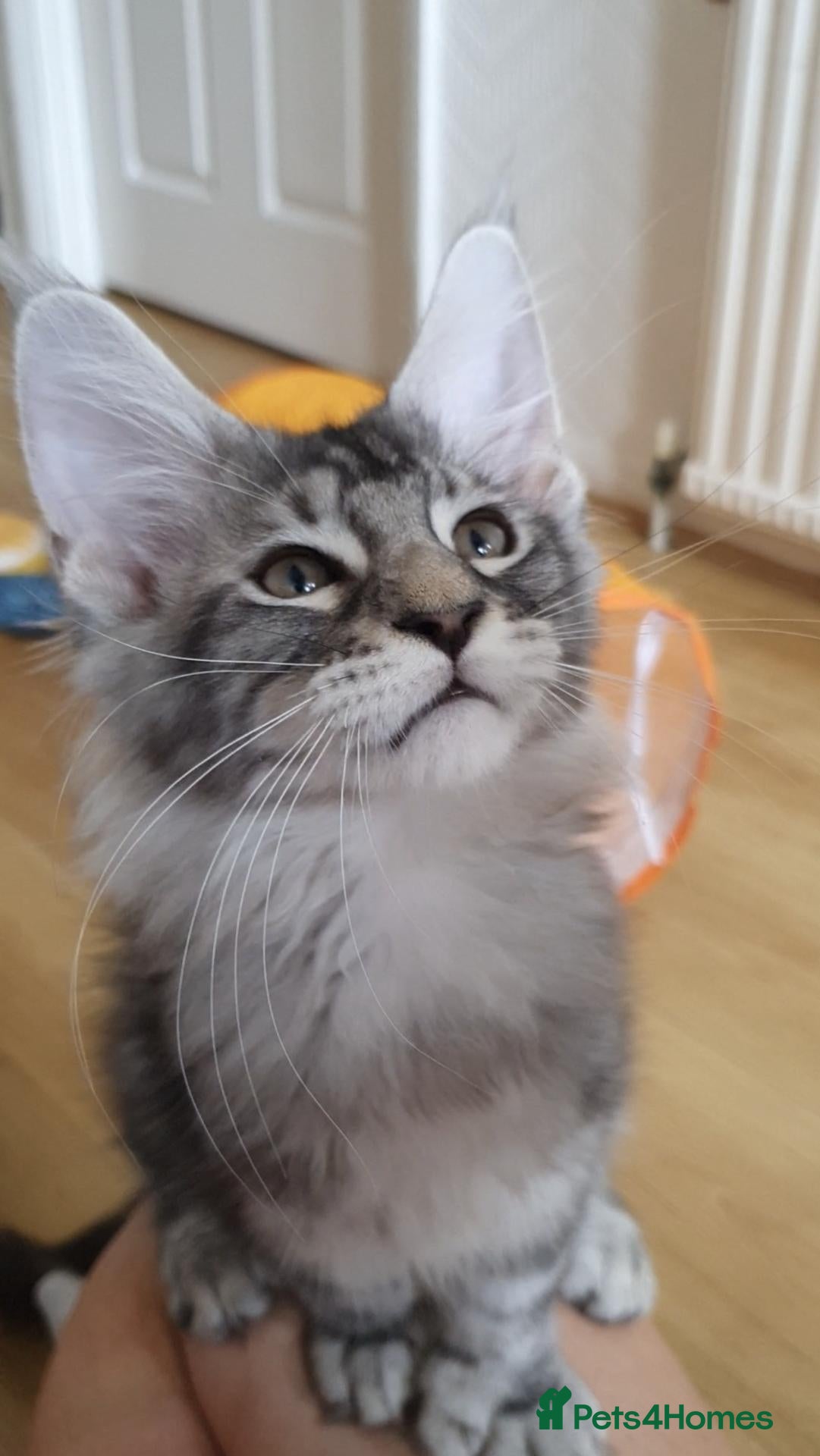 Maine Coon cats polydactyl 6/6/6/6 pure maine coon - Advert 1