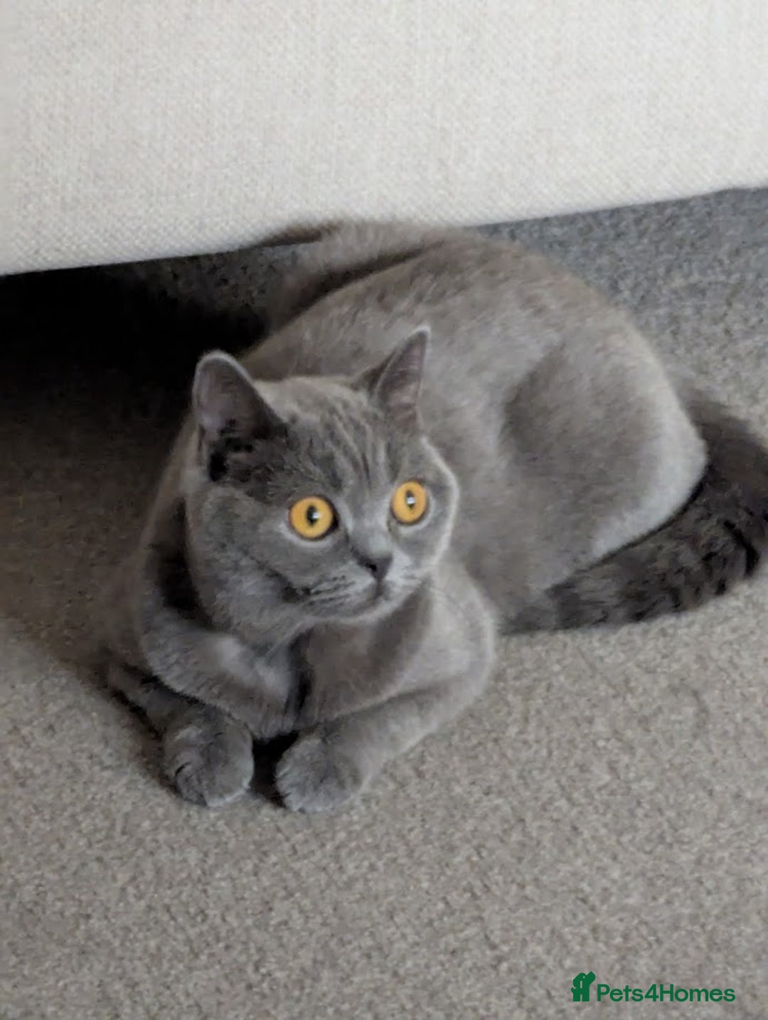 British Shorthair cats for sale: British Shorthair kittens - Advert 16