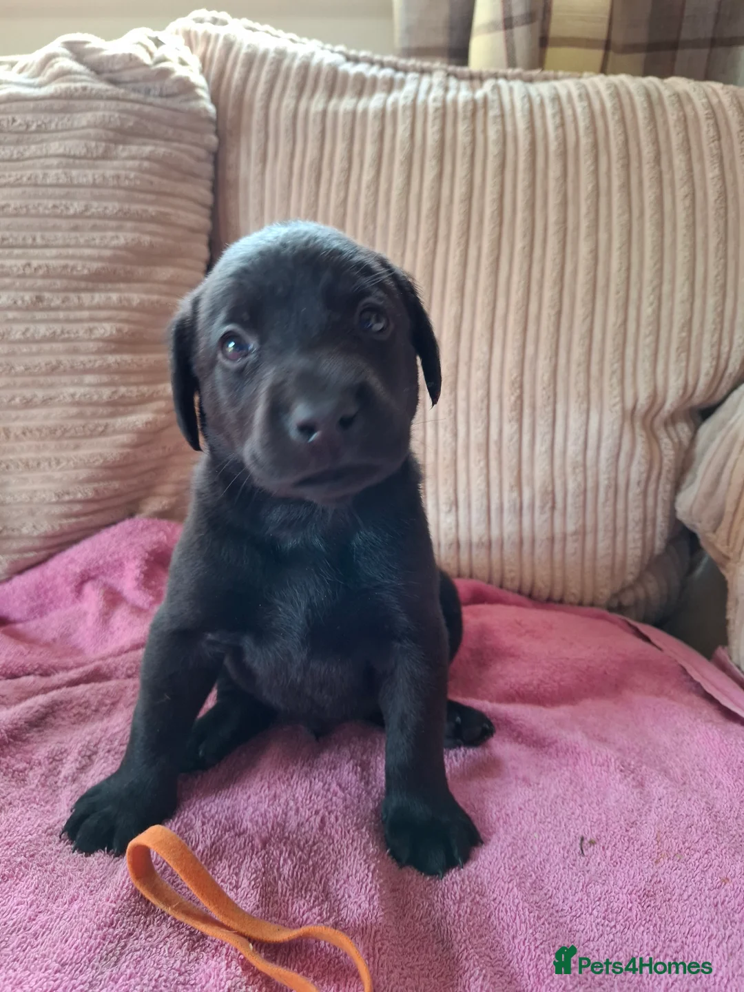 Labrador Retriever dogs for sale: LABRADOR PUPPIES FOR SALE  - Advert 14