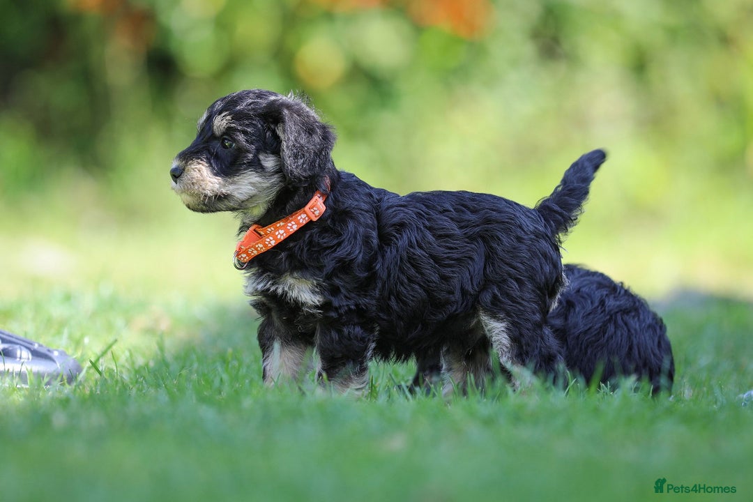 Mixed Breed dogs for sale: Schnoodle Puppies - Image 13