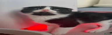 Scottish Fold Boy