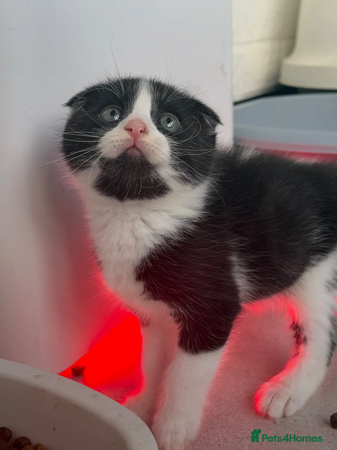 Scottish Fold cats for sale: 🐾 Beautiful Scottish Mix Kittens 🐾 - Advert 22