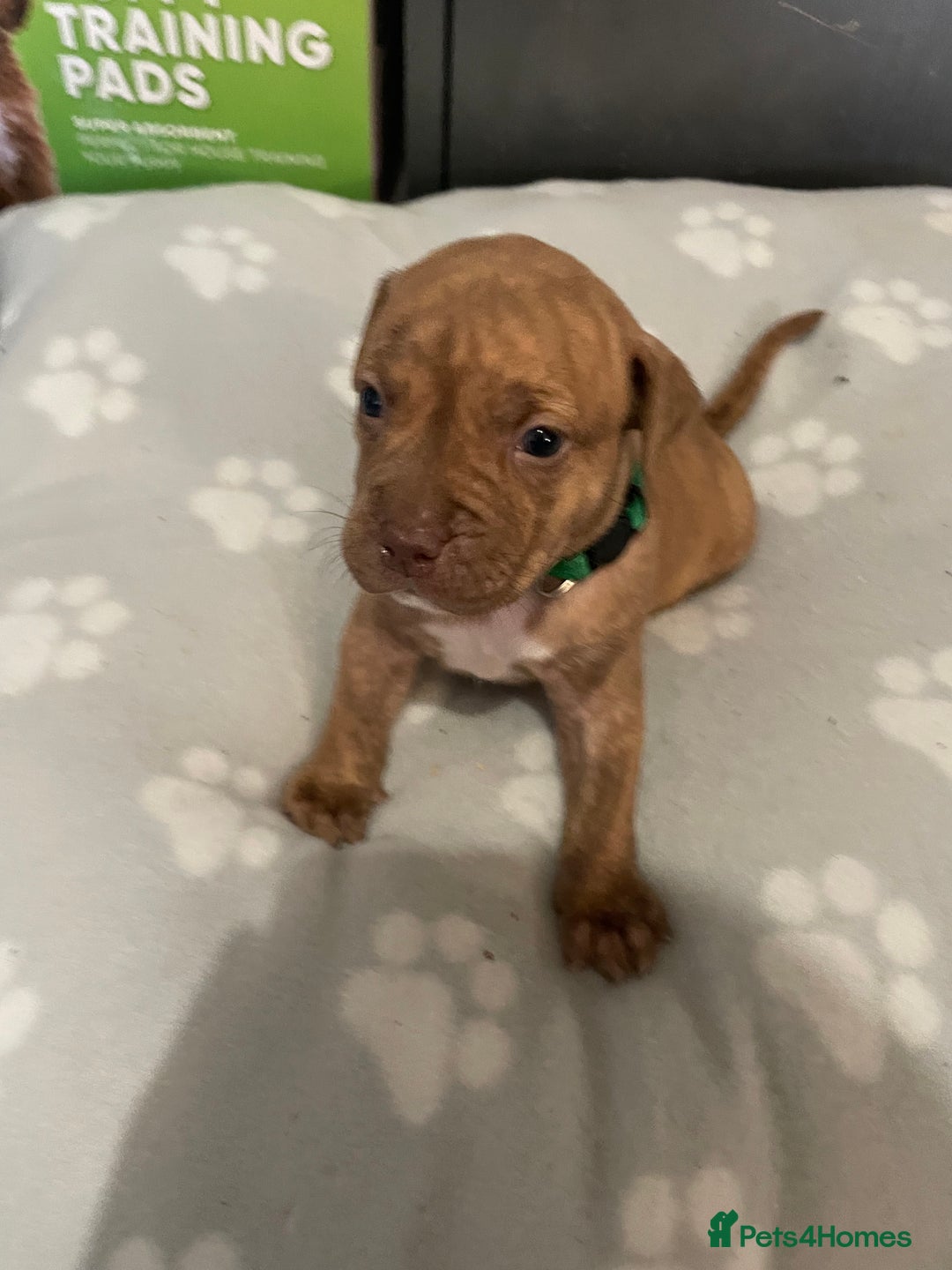 Staffordshire Bull Terrier dogs for sale: Staffy puppy  - Image 19