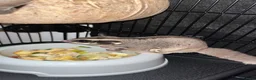 Sugar Glider rodents for sale: 2 female sugar glders in South Ockendon - Advert 16