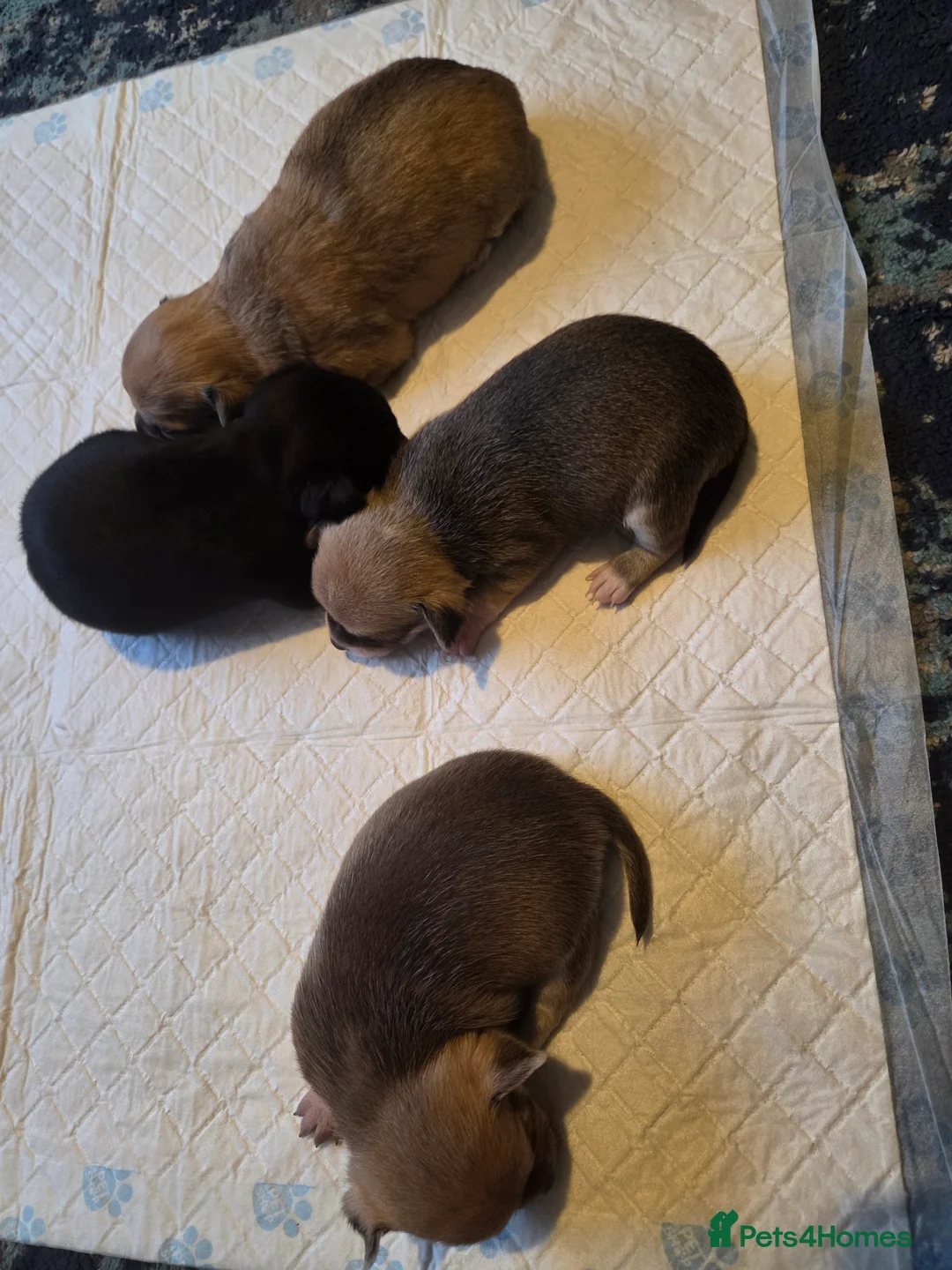 Chihuahua dogs for sale: Chihuahua Puppies - Advert 7