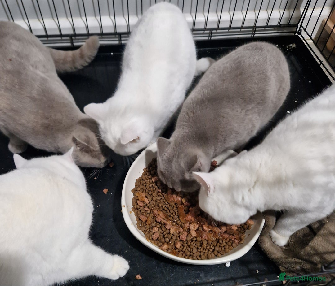 British Shorthair cats for sale: Stunning Pure White GCCF reg British Shorthair - Advert 6