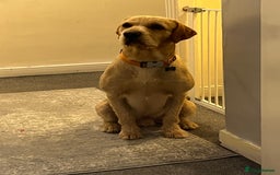 Mixed Breed dogs for sale: Male pointerdor for rehoming  - Image 2