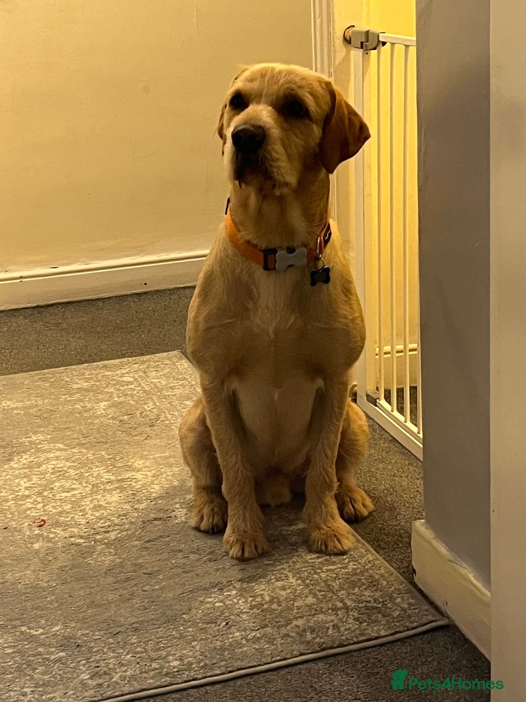 Mixed Breed dogs for sale: Male pointerdor for rehoming  - Image 2