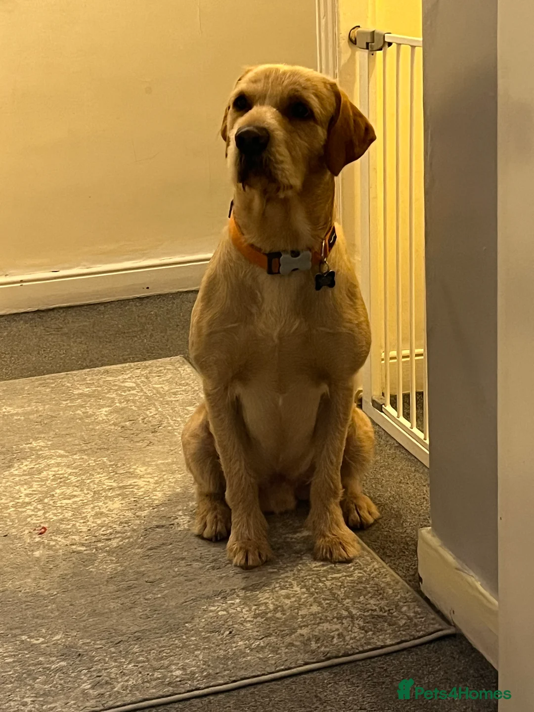 Mixed Breed dogs for sale: Male pointerdor for rehoming  - Advert 2