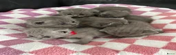 British Shorthair cats for sale: Gorgeous British shorthair kittens  - Advert 17