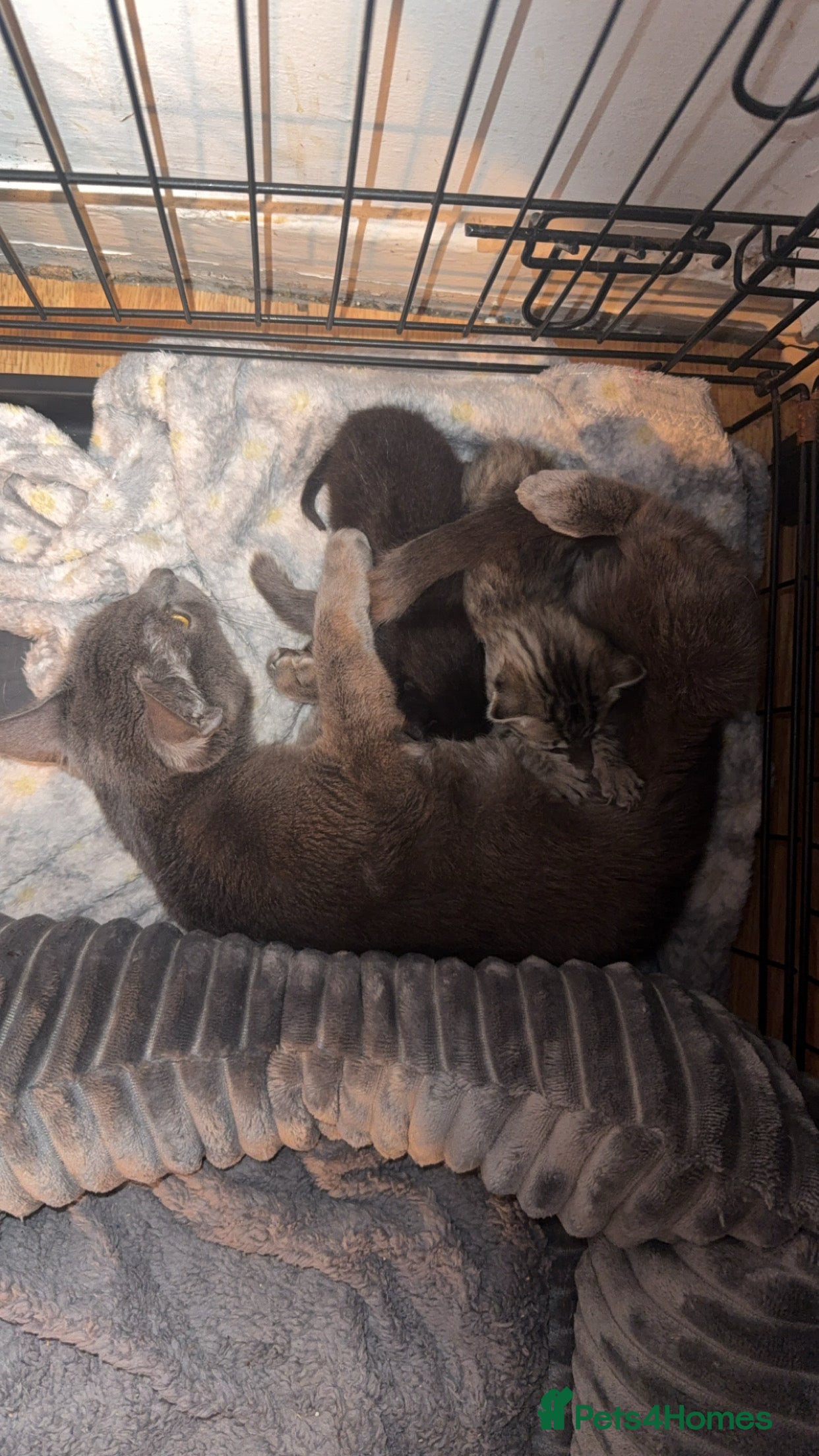 Mixed Breed cats 2 beautiful kittens looking for new homes  - Advert 1