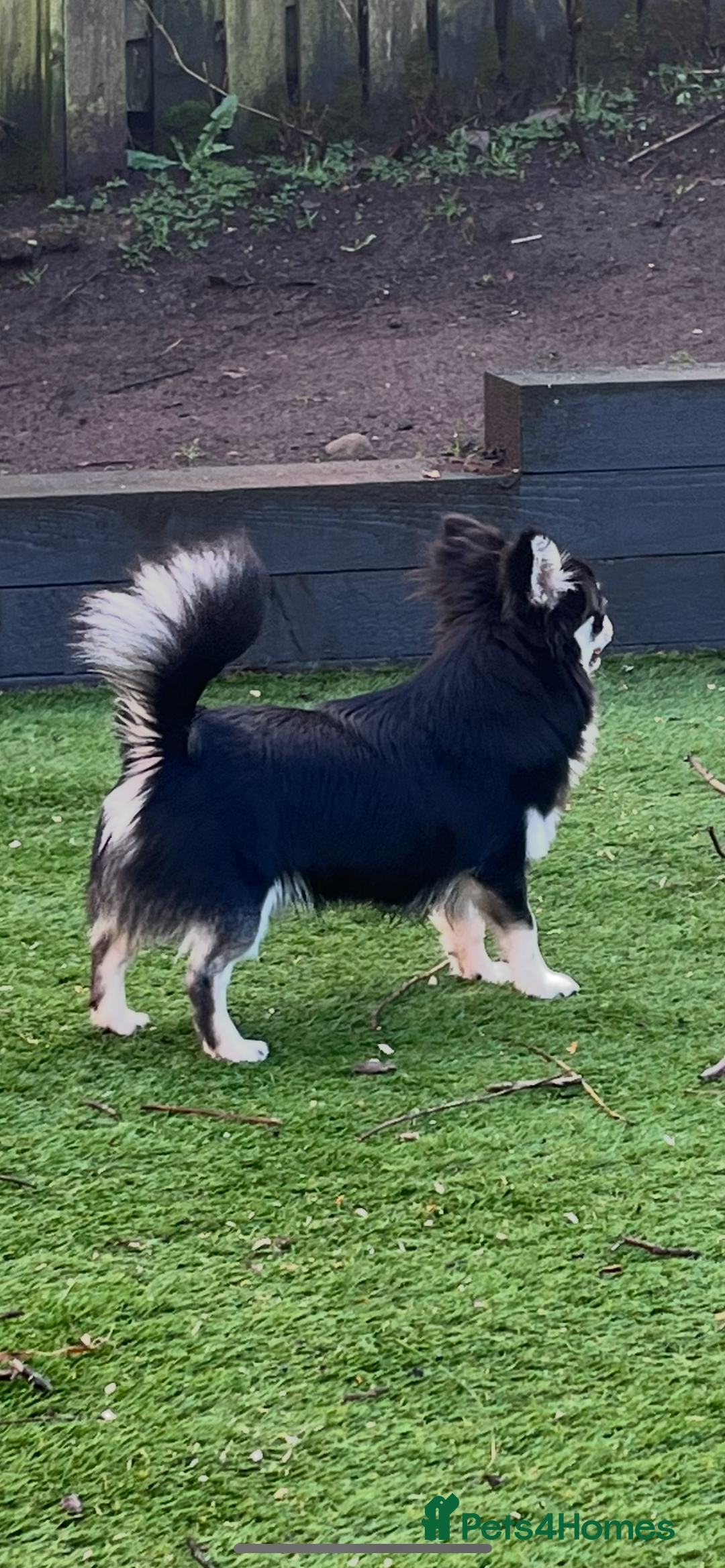 Chihuahua dogs for stud: Handsome long coat fluffy boy for stud  - Advert 3