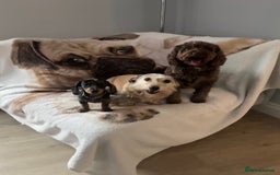 Dachshund dogs for sale: Miniature Dachshund  - Image 8
